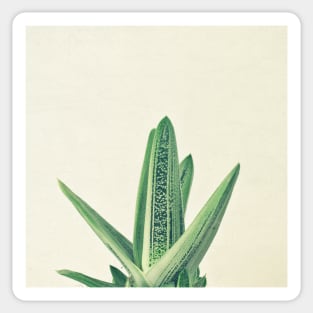 Cactus III Sticker